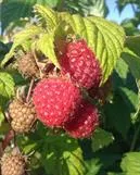 Vadelma ‘Ottawa’ – Rubus idaeus 'Ottawa'