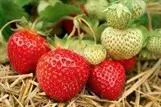 Puutarhamansikka ‘Ria’ – Fragaria × ananassa 'Ria' –10kpl