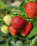 Puutarhamansikka ‘Frida’  – Fragaria × ananassa 'Frida' Myyntikoko 13 cm