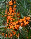 Tyrni ‘Terhi’ – Hippophae rhamnoides 'Terhi'