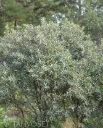 Tyrni ‘Tarmo’ – Hippophae rhamnoides 'Tarmo'