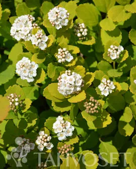 Koivuangervo 'Tor' – Spiraea betulifolia 'Tor' Myyntikoko 2L