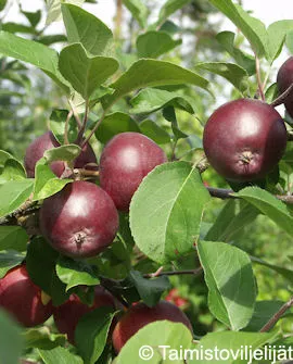 Omenapuu 'Pekka' – Malus domestica 'Pekka' Myyntikoko 150–250