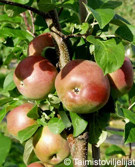 Omenapuu 'Lobo' – Malus domestica 'Lobo' Myyntikoko 150–250