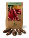 Raparperi 'Red Champagne' (Rheum) 6 kpl juurakko
