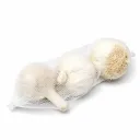 Valkosipuli (Allium sativum) 3 kpl istukassipuli