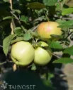 Omenapuu 'Antonovka' Malus domestica