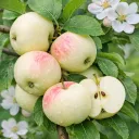 Omenapuu 'Mustialan Valkea' Malus domestica – Myyntikoko 150–250