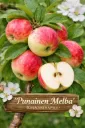 Omenapuu 'Punainen Melba' Malus domestica – Myyntikoko 150–250