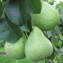 Päärynäpuu 'Jukka' Pyrus communis – Myyntikoko 150–250