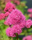 Kuningasangervo ‘Kruunu’ FinE Spiraea watsoniana Myyntikoko 3L