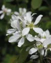 Marjatuomipihlaja, Amelanchier alnifolia 3l