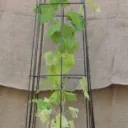 Kasvituki Obeliski 200 x 40 cm