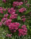 Ruusuorapihlaja ‘Paul’s Scarlet’ – Crataegus – Myyntikoko 150–200 cm