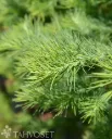 Japaninlehtikuusi – Larix kaempferi
Myyntikoko 100–125