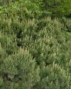 Kääpiövuorimänty – Pinus mugo var. pumilio
Myyntikoko 25-30