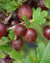 Karviainen Puu – Ribes uva-crispa ‘Lepaan Punainen’
