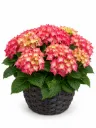 Terassihortensia iso vaaleanpunainen