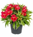 Inkalilja Alstroemeria