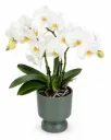 Orkidea Phalaenopsis