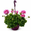 Amppelipelargonia Pelargonium peltatum