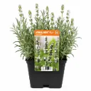 Laventeli ’Edelweiss’ – Lavandula angustifolia