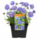 Punaängelmä ’Perfecta’ – Scabiosa caucasica