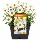 Päivänkakkara ’Silver Princess’ – Leucanthemum superbum