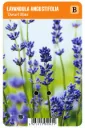 Laventeli ’Dwarf Blue’ – Lavandula angustifolia