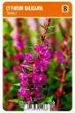 Rantakukka ’Robin’ – Lythrum salicaria