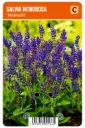 Metsäsalvia ’Mainacht’ – Salvia nemorosa