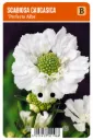 Punaängelmä ’Perfecta Alba’ – Scabiosa caucasica
