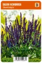 Metsäsalvia ’Blaukönigin’ – Salvia nemorosa