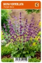 Rengassalvia ’Purple Rain’ – Salvia verticillata