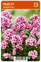 Syysleimu ’Bright Eyes’ – Phlox paniculata
