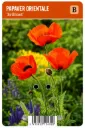Idänunikko ’Brilliant’ – Papaver orientale