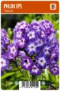 Syysleimu ’Laura’ – Phlox paniculata