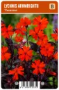 Palavarakkaus ’Vesuvius’ – Lychnis arkwrightii