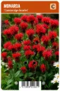 Punamonarda ’Cambridge Scarlet’ – Monarda didyma
