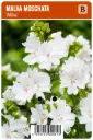 Myskimalva ’Alba’ – Malva moschata