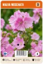Malva, myskimalva, Malva moschata
