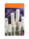 Liatris spicata ‘Floristan Weiss’