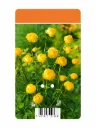 Kullero – Trollius europaeus