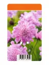 Punaängelmä ‘Pink Mist’ – Scabiosa columbaria