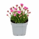 Mätäslaukkaneilikka ’New Zealand Form’ – Armeria juniperifolia ’New Zealand Form’