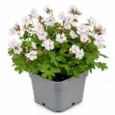 Tuoksukurjenpolvi ‘Geranimo White’ – Geranium macrorrhizum ‘Geranimo White’
