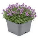 Harmaa-ajuruoho – Thymus pseudolanuginosus