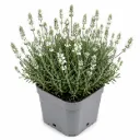 Tähkälaventeli ‘Edelweiss’ – Lavandula angustifolia ‘Edelweiss’