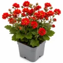 Kellukka ‘Fiery Tempest’ – Geum ‘Fiery Tempest’