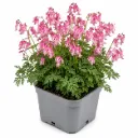 Kesäpikkusydän ‘Pink Diamonds’ – Dicentra formosa ‘Pink Diamonds’